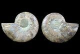 Cut & Polished Ammonite Fossil - Agatized #78360-1